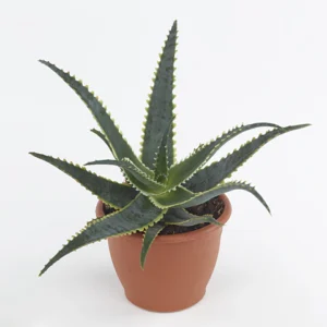 Aloe Red-Hot Poker – Aloe Aculeata