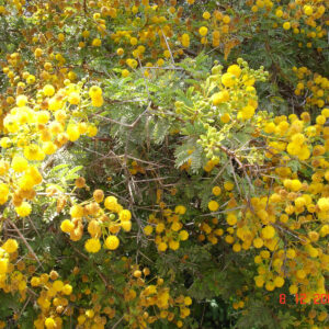 Acacia Arabica – Vachellia Nilotica