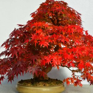 Acer Maple Bonsai