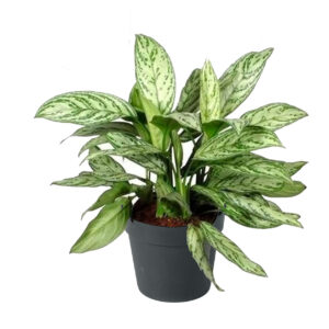 Aglaonema silver queen