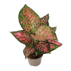 Aglaonema Star