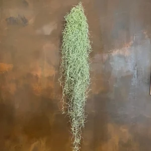 Air Plant Spanish Moss