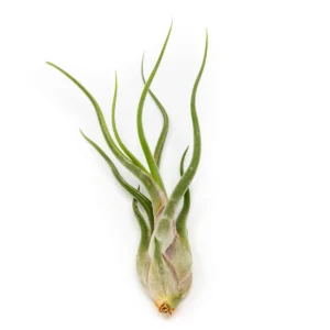 Air Plant Tillandsia Caput-Medusae