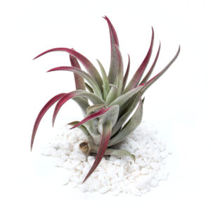 Air Plant Tillandsia Harrisii