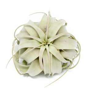Air Plant Tillandsia Xerographica