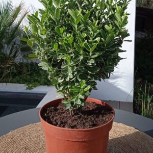 Albomarginatus Spindle Tree – Euonymus japonica albomarginatus