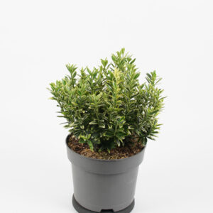 Albomarginatus Spindle Tree – Euonymus japonica albomarginatus