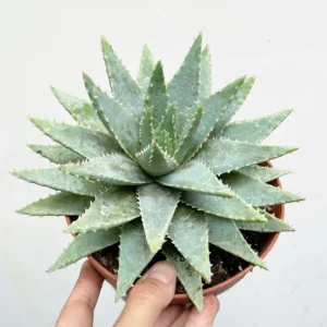 Aloe Brevifolia