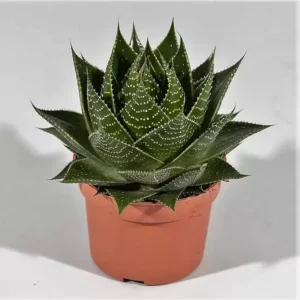 Aloe Cosmo
