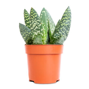 Aloe Jurassic Dino – Aloe paradisicum