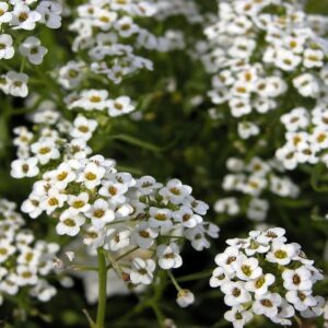 Alyssum White Flower Seeds