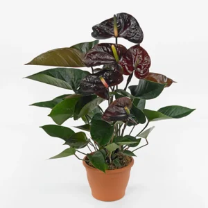 Anthurium Chocolate