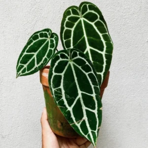 Anthurium Crystalline