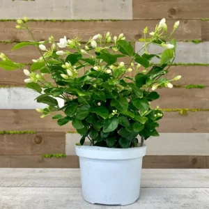 Arabian Jasmine – Jasminum Sambac