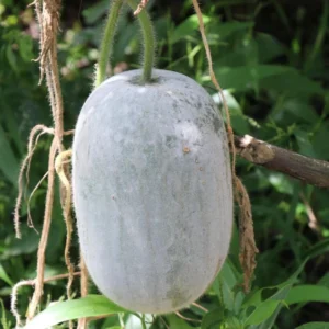 Ash Gourd F1 Hybrid Seeds