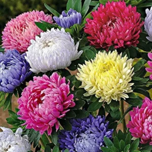 Aster Mixed color Seeds