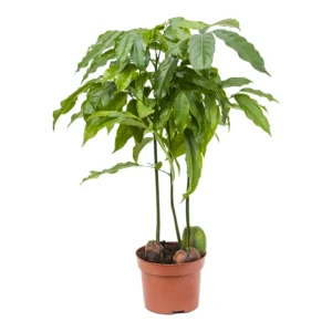 Australian Chestnut – Castanospermum australe