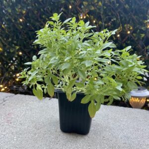 Basil Persian[RayhanOcimum basillicum]