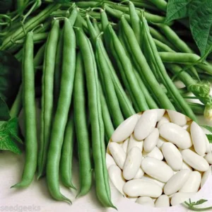 Beans Blue Lake Seeds