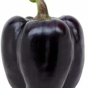 Black Bell Pepper Hybrid Seeds