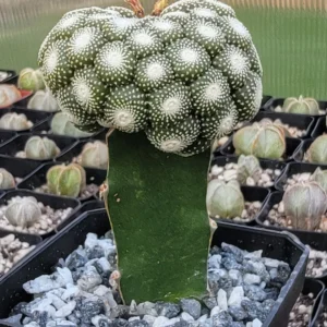 Blossfeldia Cactus