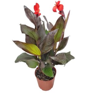 BonFire Water Plant – Canna coccinea