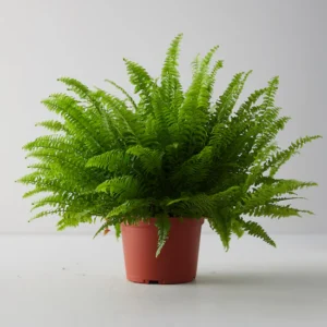 Boston Fern – Nephrolepis Exaltata Ariane