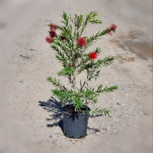 Bottle Brush – Callistemon Viminalis