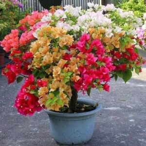 Bougainvillea Mix