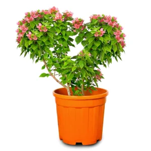 Bougainvillea  – Pink Pixie