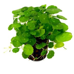 Brahmi Water Plant – Centella asiatica