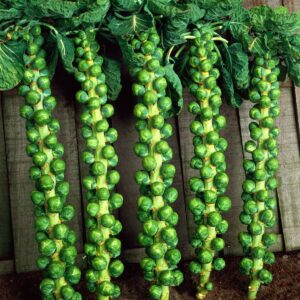 Brussels Sprout Seeds