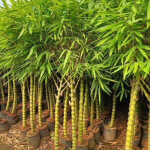 Buddha Bamboo – Bambusoideae