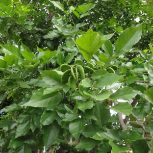 Buddha tree – Pongamia Glabra