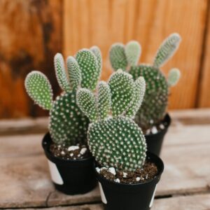 Bunny Eared Cactus