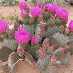 Cactus Prickly Pear