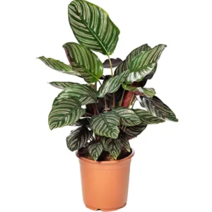 Calathea Goeppertia Ornata