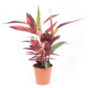 Calathea Leopardina – Stromanthe Sanguine