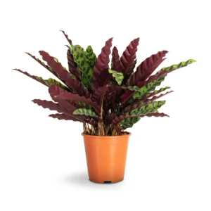 Calathea lancifolia