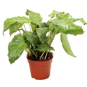 Calathea natural  – Calathea Musaica