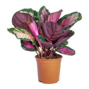 Calathea – Calathea picturata Crimson