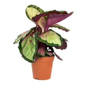 Rose Painted Calathea – Calathea roseopicta Dottie