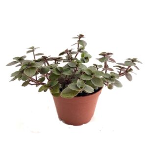 Callisia Turtle vine – Callisia repens