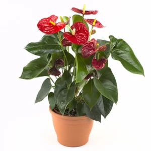 Campanula Porto – Anthurium Andreanum Sierra