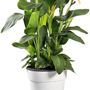 Canna Lily – Canna Indica