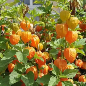 Cape Gooseberry Seeds