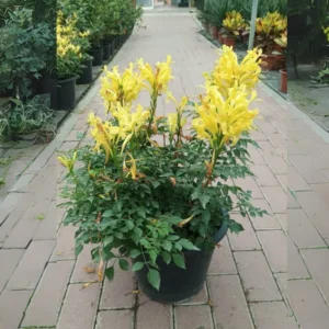 Cape Honeysuckle – Tecomaria Capensis