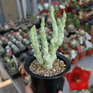 Caralluma Cactus – Caralluma Adscendens