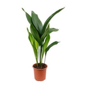 Cast Iron Plant – Aspidistra Elatior
