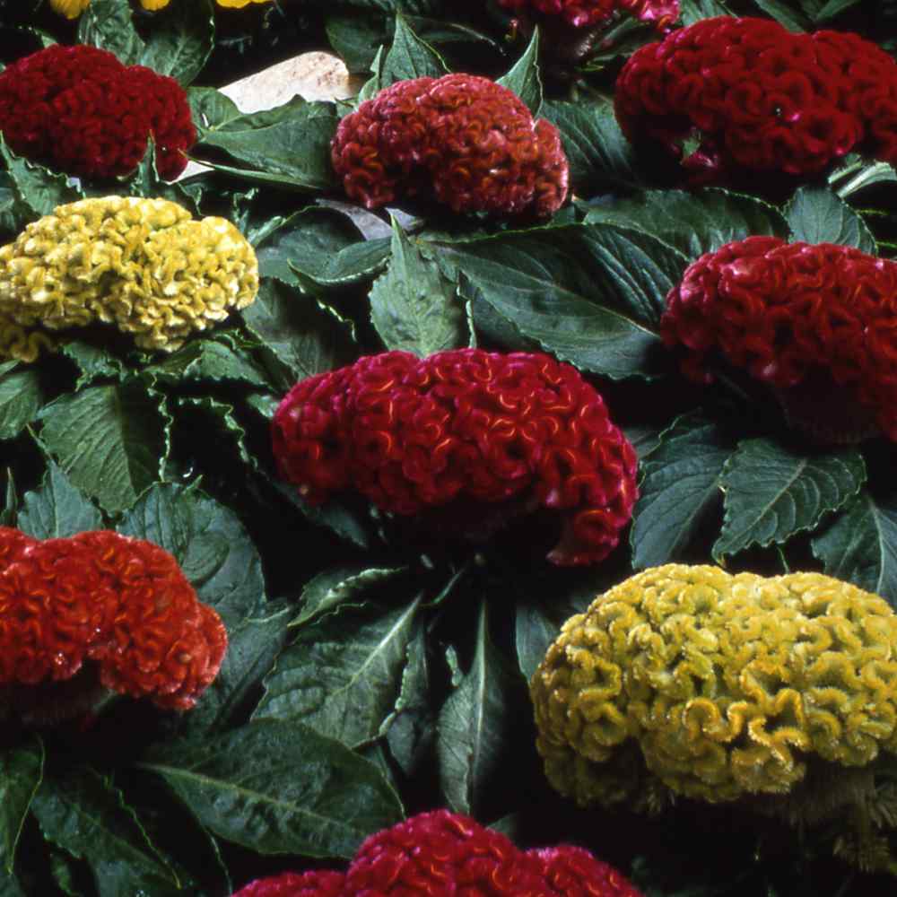 Celosia Mix colors Seeds - Plant Street